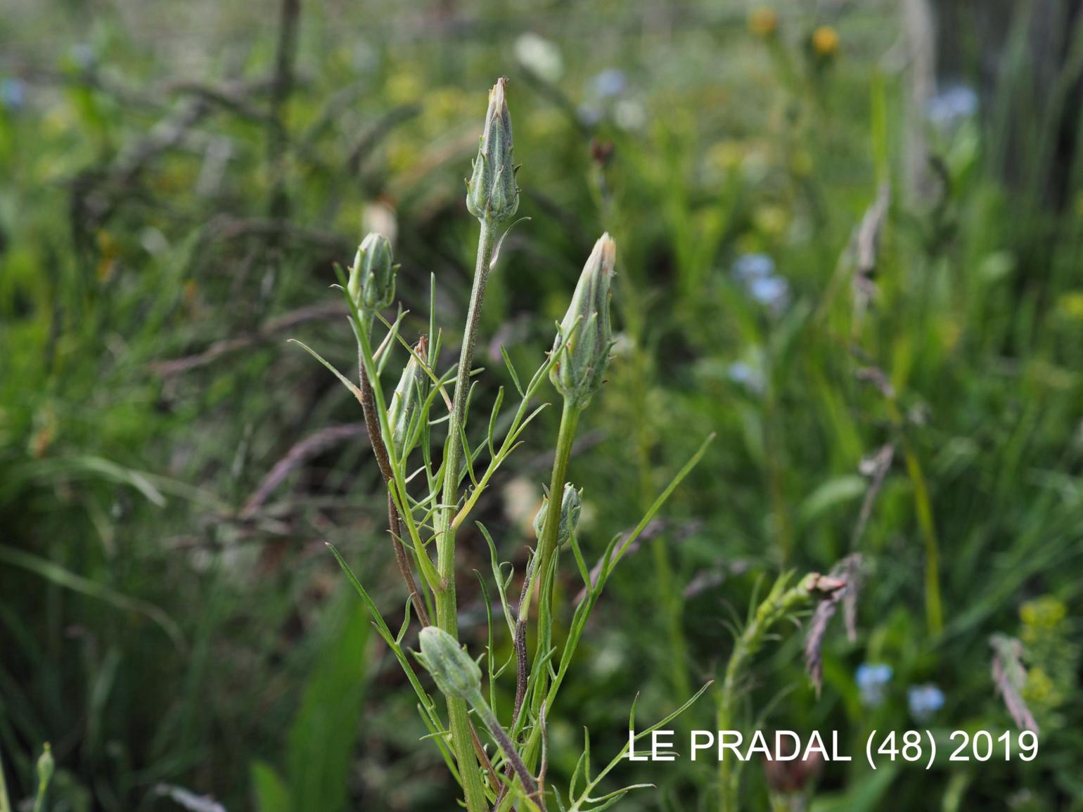 Vipersgrass, Cut-leafed